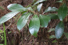 Corynocarpus laevigatus