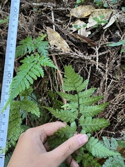 Athyrium silvicola