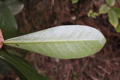 Corynocarpus laevigatus