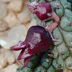 Echidnopsis ericiflora