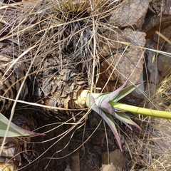 Merwilla plumbea