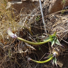Merwilla plumbea