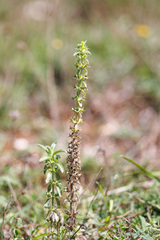 Sideritis montana