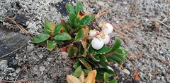 Gaultheria pyroloides