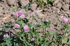 Trifolium pratense