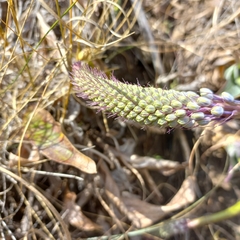 Merwilla plumbea