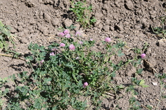 Trifolium pratense