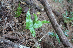 Microsorum pustulatum pustulatum
