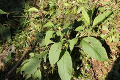 Atropa belladonna belladonna