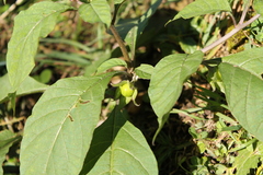 Atropa belladonna belladonna