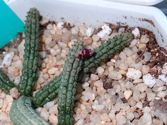 Echidnopsis ericiflora