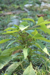 Atropa belladonna belladonna