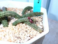 Echidnopsis ericiflora