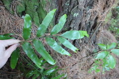 Asplenium oblongifolium