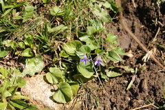Viola collina