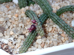 Echidnopsis ericiflora