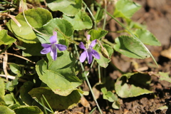 Viola collina