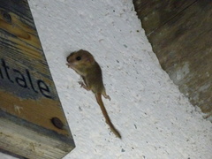 Muscardinus avellanarius