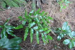 Asplenium oblongifolium