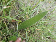 Haemanthus pubescens