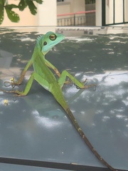 Bronchocela cristatella