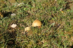Suillellus luridus