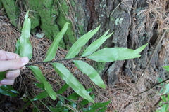 Asplenium oblongifolium