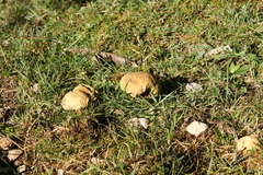 Suillellus luridus