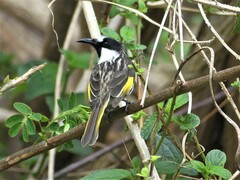 Phylidonyris niger