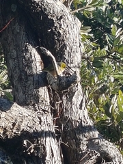 Zosterops lateralis lateralis