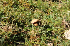 Suillellus luridus