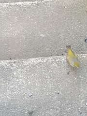 Zosterops lateralis lateralis