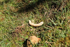 Suillellus luridus