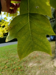 Liriodendron tulipifera