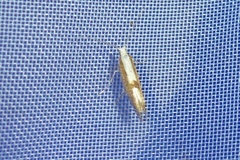 Argyresthia
