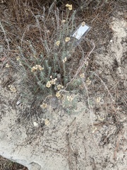Helichrysum stoechas