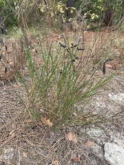 Cytisus scoparius