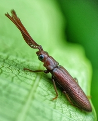 Callirhipidae