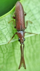Callirhipidae