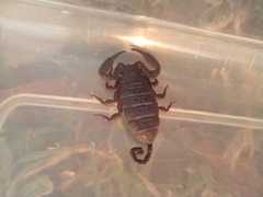 Hadogenes troglodytes