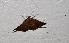 Sarisa muriferata