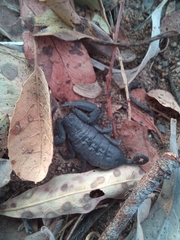 Hadogenes troglodytes