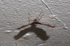 Sarisa muriferata