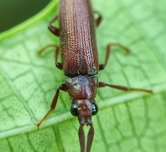 Callirhipidae