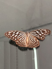 Ideopsis vulgaris