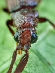 Callirhipidae