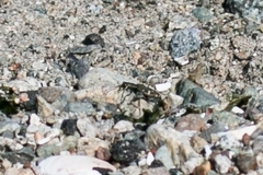 Cicindela oregona