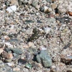 Cicindela oregona