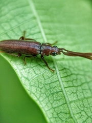 Callirhipidae