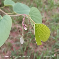 Bauhinia acuminata